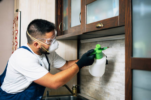 Flea Control Services in Kirkland, WA